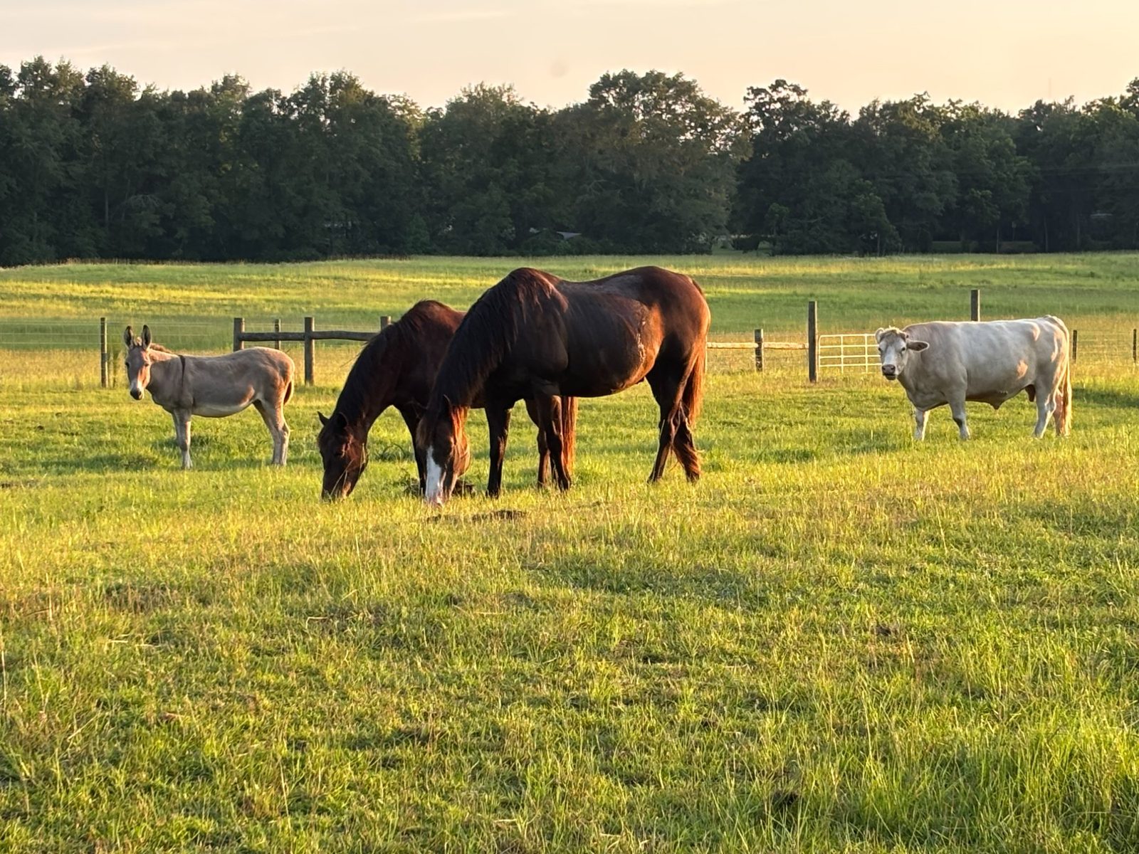 Horses, donkey, and cattle grazing at golden hour